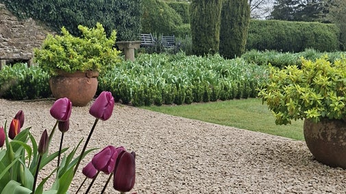 Tulips in walled garden at Newark